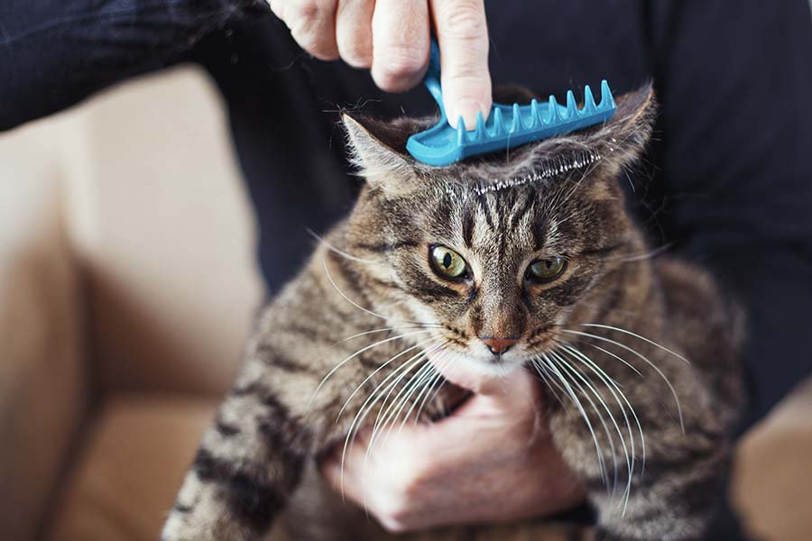 Grooming Brush